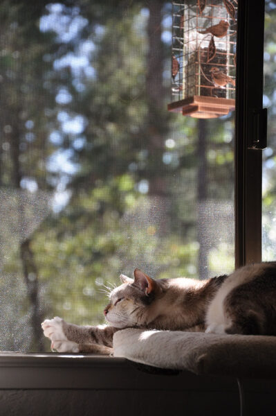 A cat is sleeping on a window perch. Outside the window is a bird feeder with several birds on it.