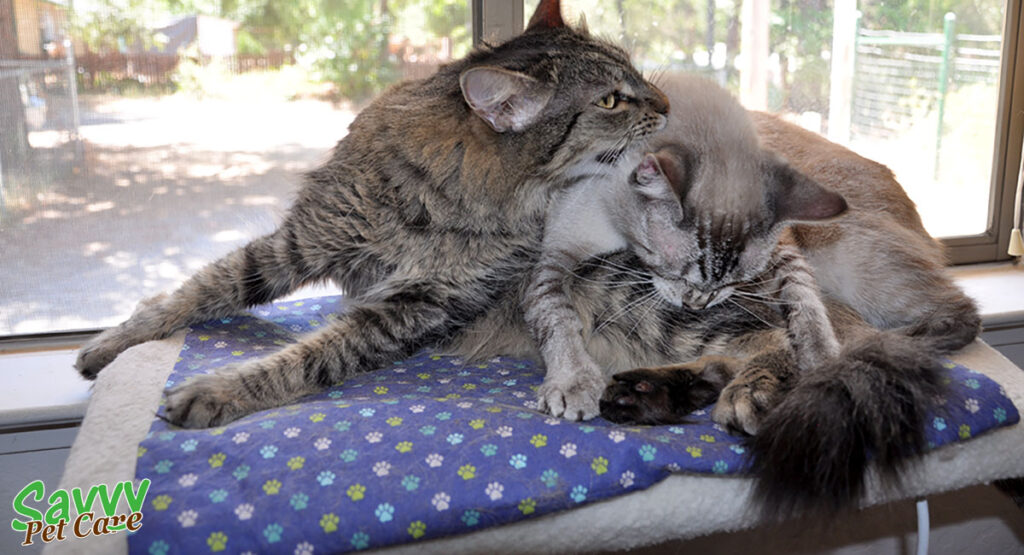 Two cats getting rowdy on a window perch.