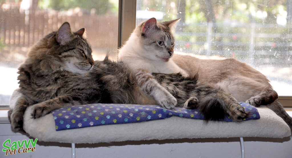 Two cats are laying next to each other on a window perch.