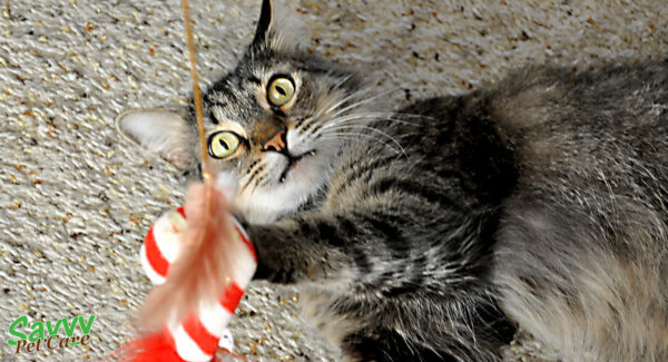 tabby cat playing with a feather wand, one of the top 10 toys to keep your pet busy and happy