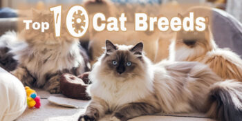 several cats in the background with a Himalayan cat in the foreground. Text overlay says "Top 10 Cat Breeds".