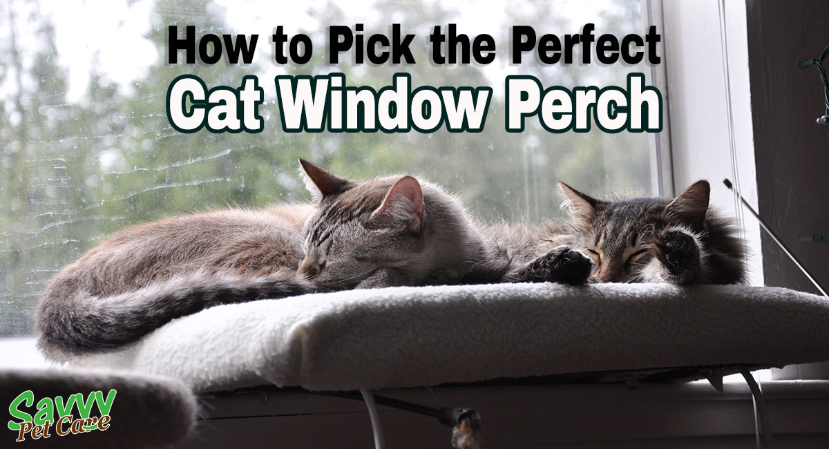 Two cats enjoying a window perch in the sun.