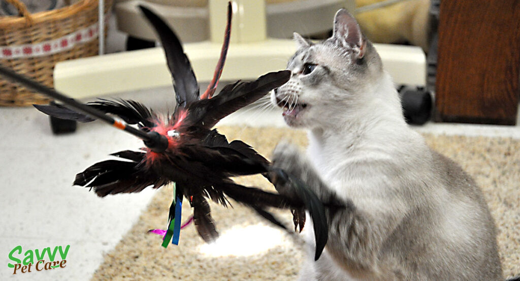 a cat playing with a feather wand