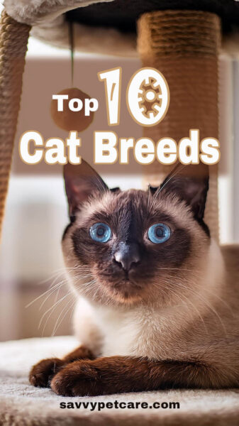 A Siamese cat laying by a cat tree with text overlay that says "Top 10 Cat Breeds".