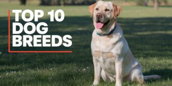 a Labrador retriever sitting on a lawn with text overlay that says "Top 10 Dog Breeds"