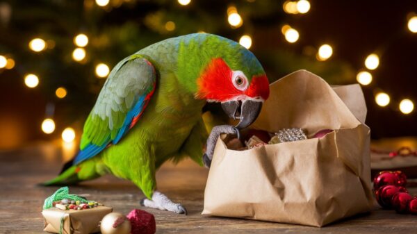 a parrot opening a present