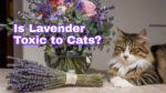 A beautiful long-haired tabby is laying by a vase of flowers. A bundle of lavender is on the table. Text overlay says Is Lavender Toxic to Cats?