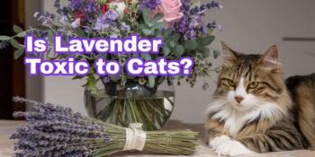 A beautiful long-haired tabby is laying by a vase of flowers. A bundle of lavender is on the table. Text overlay says Is Lavender Toxic to Cats?