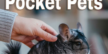 The Benefits of Positive Reinforcement Training for All Pets