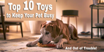 a large dog laying on the floor with a chew toy. Text overlay says "Top 10 Toys to Keep Your Pet Busy and Out of Trouble!"