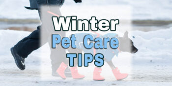 Winter pet care tips include jackets and booties for dogs going for a walk in the snow.