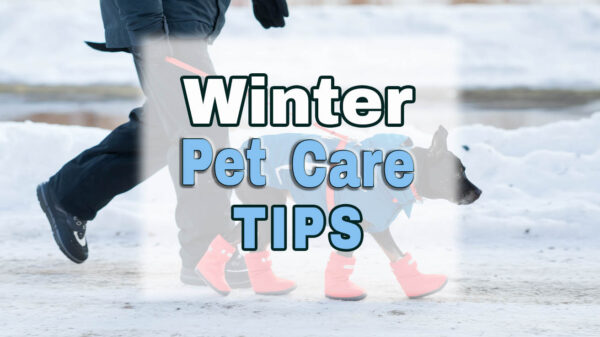 Winter pet care tips include jackets and booties for dogs going for a walk in the snow.