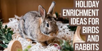 a rabbit in shredded faux snow paper near a wooden toy with text overlay that says "Holiday Enrichment Ideas for Birds and Rabbits"