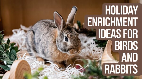 a rabbit in shredded faux snow paper near a wooden toy with text overlay that says "Holiday Enrichment Ideas for Birds and Rabbits"