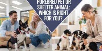 a split scene of a couple adopting a shelter pet and a breeder with puppies. Text overlay says "Purebred Pet or Shelter Animal: Which is Right for You?"