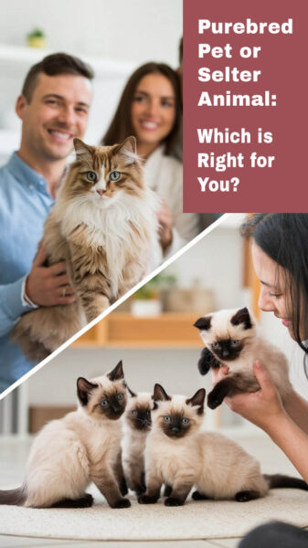 a split screen image of a couple adopting a shelter cat and a breeder playing with a litter of Siamese kittens. Text overlay says "Purebred Pet or Shelter Animal: Which is Right for You?"