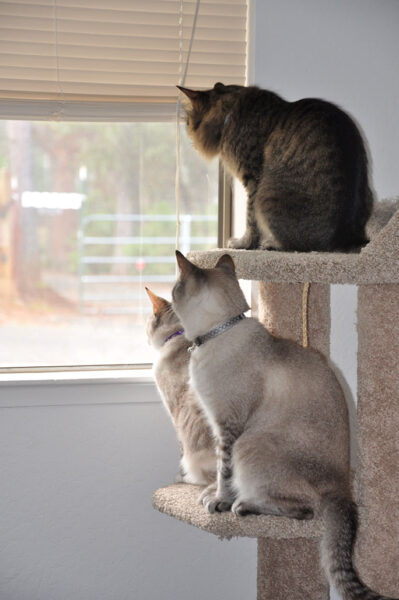 Three cats sitting on a cat tree looking out the window.