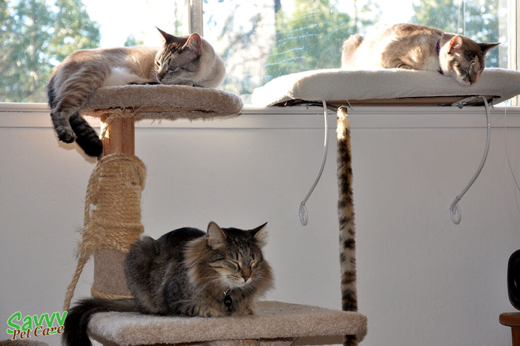 A cat is sleeping in the sun on a window perch and two other cats are sleeping nearby on a cat tree.