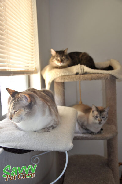 Two cats are lounging in a cat tree and a third cat is on a window perch.