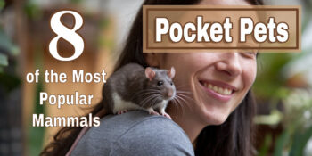 A photo of a woman with a rat on her shoulder. Text overlay says Pocket Pets 8 of the Most Popular Mammals.