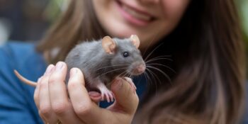 Flea Control--Why are Fleas so Hard to Eradicate?