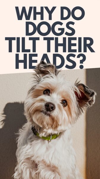 A cute dog with text overlay that says Why do dogs tilt their heads?