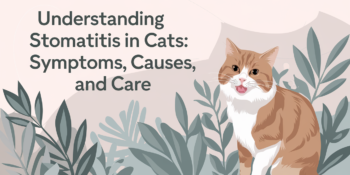 A graphic design of a cat with text that says Understanding Stomatitis in Cats: Symptoms, Causes, and Care