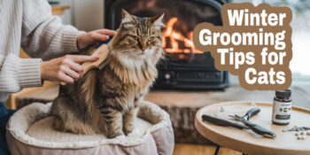 a cat is being brushed in front of a fireplace suggesting winter season.