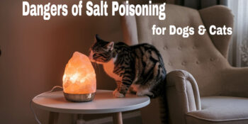 A photo of a cat licking a Himalaya salt lamp with text that says Dangers of Salt Poisoning in Dogs and Cats.