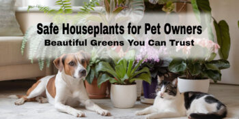 A dog and a cat laying in front of some pet-safe houseplants =. Text overlay says Safe Houseplants for Pet Owners: Beautiful Greens you can Trust