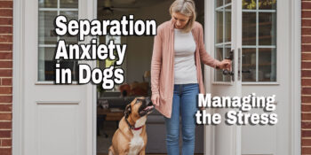 A dog is at the front door anxiously looking up at the owner who is about to leave the house. Text says Separation Anxiety in Dogs Managing the Stress