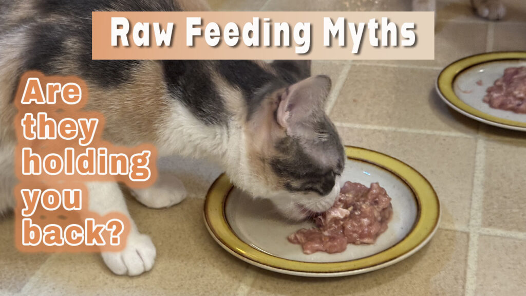 A cat eating raw food with text that says Raw Feeding Myths Are they holding you back?