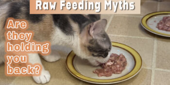 A cat eating raw food with text that says Raw Feeding Myths Are they holding you back?