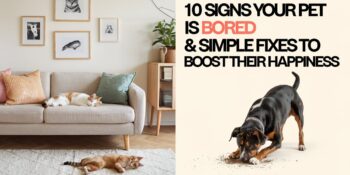 Sleeping cats and a dog digging with text that says 10 Signs Your Pet is Bored and Simple Fixes to Boost Their Happiness