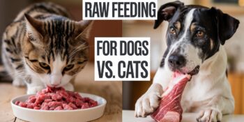 A cat and dog eating side by side with different food in their bowls illustrating the key differences between raw feeding for dogs and cats.