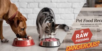 A split-screen image: On one side, a dog and a cat eating fresh, raw food in their bowls. On the other side, a newspaper with a "pet food recall" headline, showing a contrast between fresh feeding and processed pet food risks.