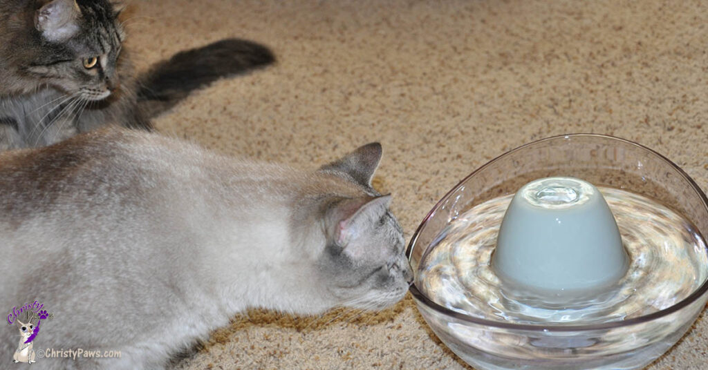 Two cats looking dubiously at a pet water fountain intended to improve their hydration.