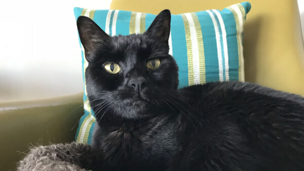 A beautiful black showing it can be photographed nicely in natural light.