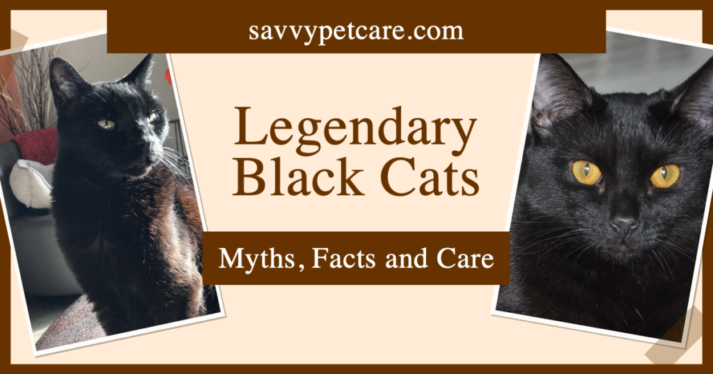 Photos of two black cats with text that says Legendary Black Cats Myths, Facts and Care