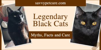 Photos of two black cats with text that says Legendary Black Cats Myths, Facts and Care