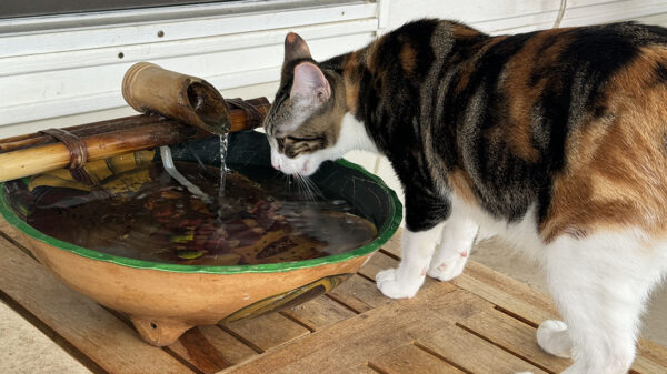 A cat drinking from a patio water fountain.