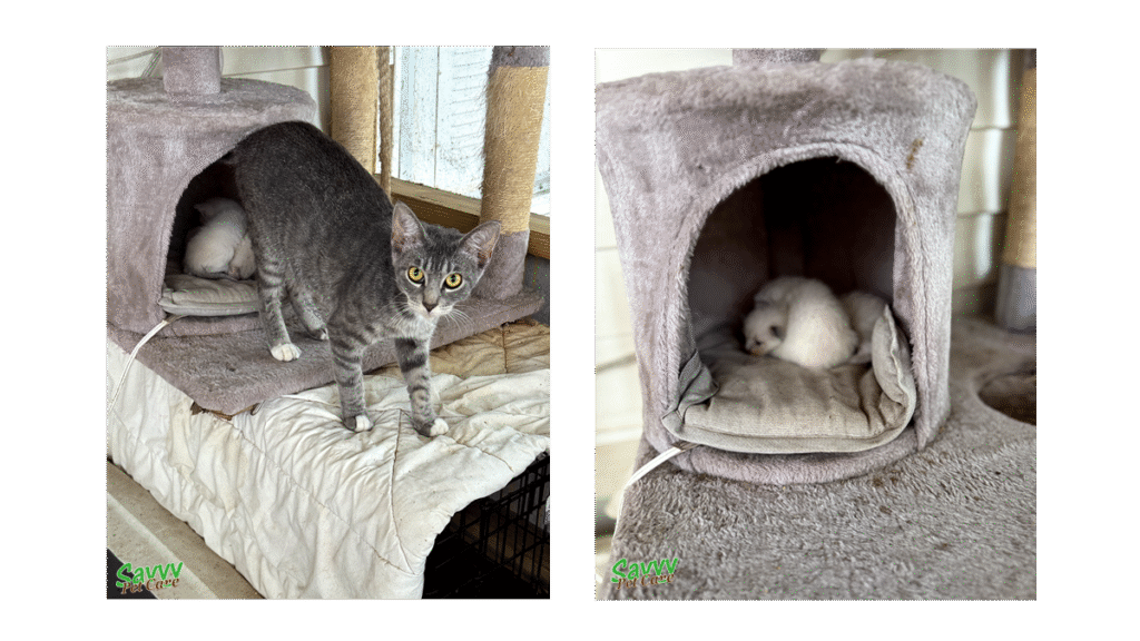 Mom community cat coming out of cubby hole revealing her two kittens