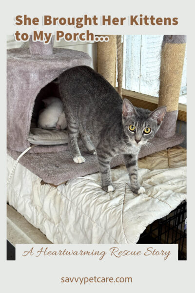 Tiny kittens visible in the background as the mom community cat exits the cat tree cubby hole.