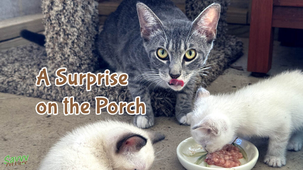 Community cats, a mom and two kittens, with a dish of homemade raw food