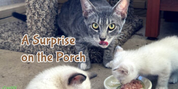 Community cats, a mom and two kittens, with a dish of homemade raw food