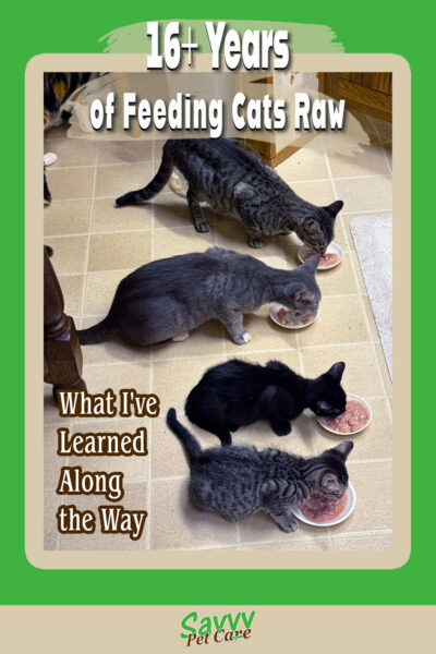 Twp cats and two kittens eating raw cat food