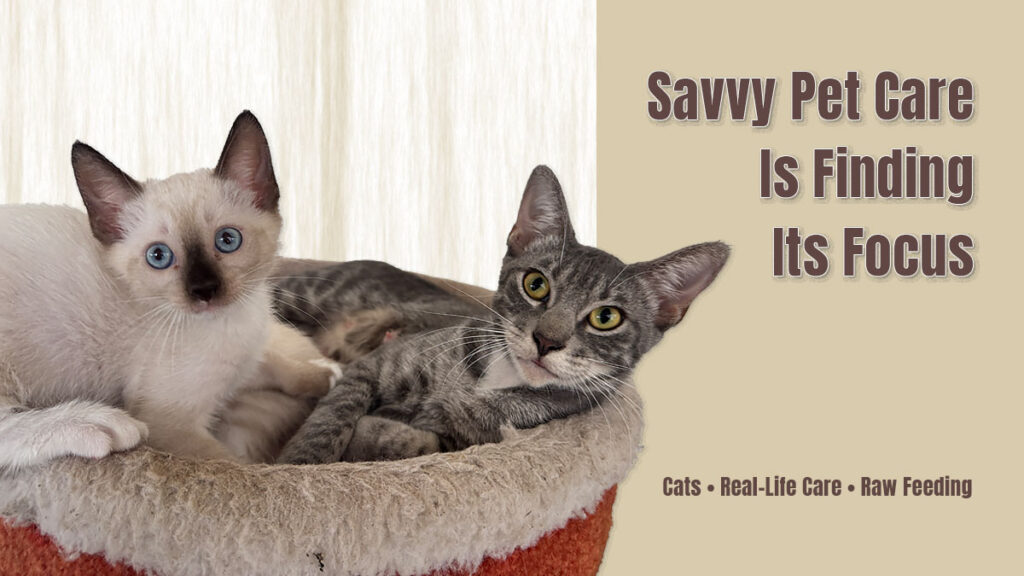 two kittens in a cat tree with text that says Savvy Pet Care is Finding Its Focus