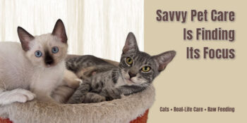 two kittens in a cat tree with text that says Savvy Pet Care is Finding Its Focus and Cats, Real-life Care, Raw Feeding